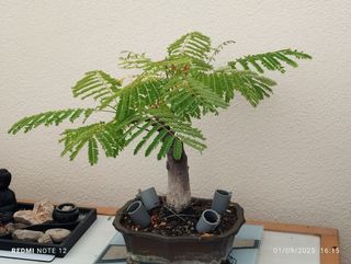 Bonsái Jacarandá - Planta