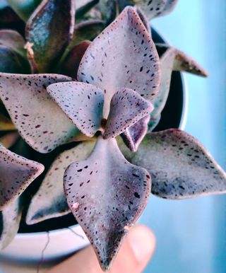 Lenophyllum guttatum - Pianta Grassa 8 cm