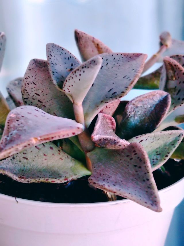 Lenophyllum guttatum - Pianta Grassa 8 cm