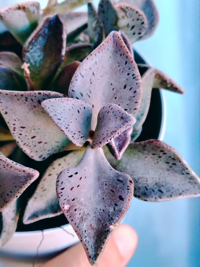 Lenophyllum guttatum - Pianta Grassa 8 cm