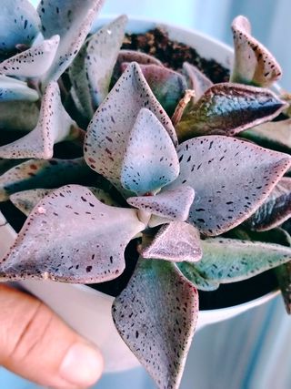 Lenophyllum guttatum - Pianta Grassa 8 cm