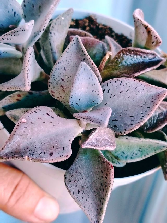 Lenophyllum guttatum - Pianta Grassa 8 cm