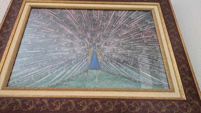 Cuadro Pavo Real - Arte Plumaje