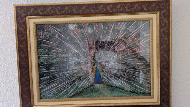 Cuadro Pavo Real - Arte Plumaje