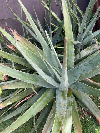 Aloe vera planta suculenta
