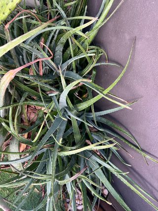 Aloe vera planta suculenta