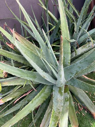 Aloe vera planta suculenta
