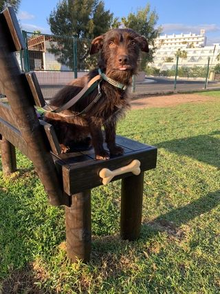 PASEO PERROS POR LA ZONA DE LAS PALMAS DE GC