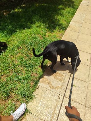 PASEO PERROS POR LA ZONA DE LAS PALMAS DE GC