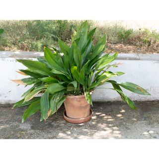 Gran Aspidistra frondosa 140x110cm maceta barro