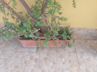 Planta Portulacaria afra grande