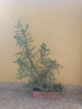 Planta Portulacaria afra grande