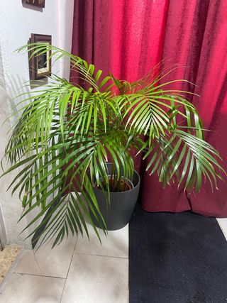 Chamaedorea elegante grande