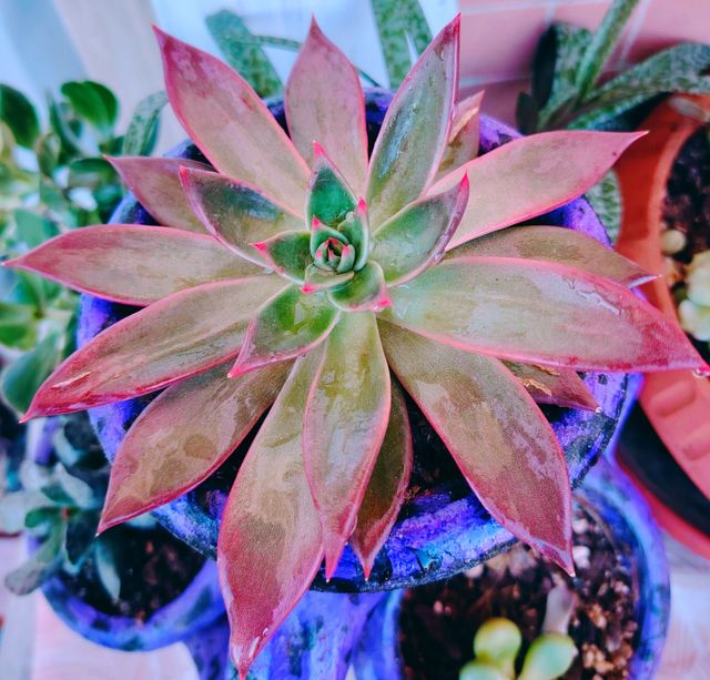 Echeveria Antaris - Pianta Grassa 16-cm