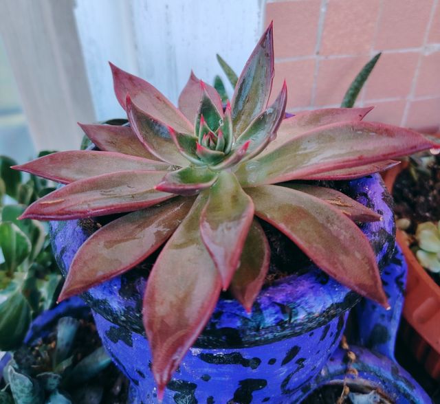 Echeveria Antaris - Pianta Grassa 16-cm