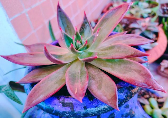 Echeveria Antaris - Pianta Grassa 16-cm