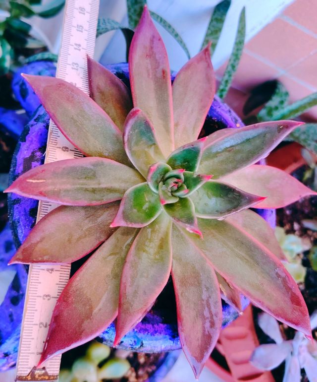 Echeveria Antaris - Pianta Grassa 16-cm