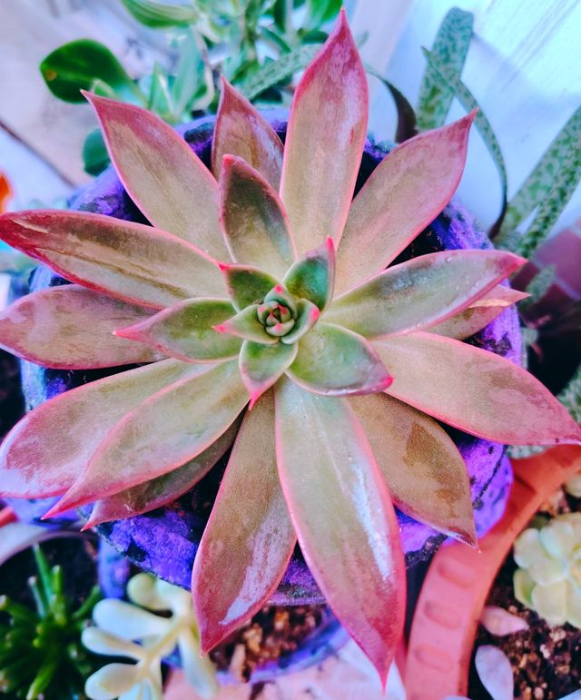 Echeveria Antaris - Pianta Grassa 16-cm