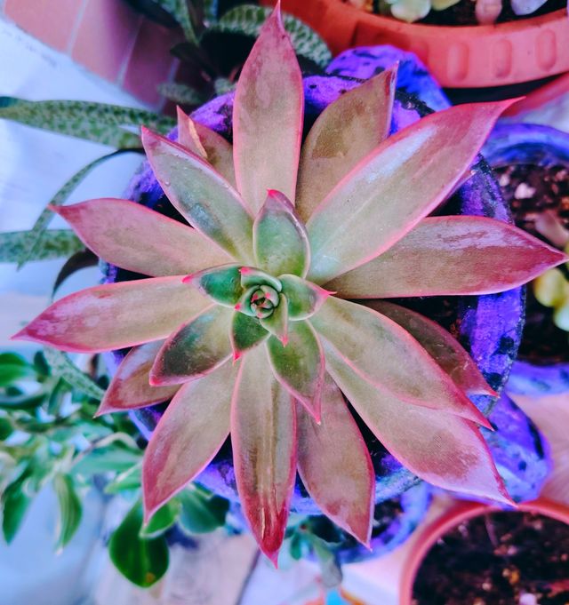Echeveria Antaris - Pianta Grassa 16-cm