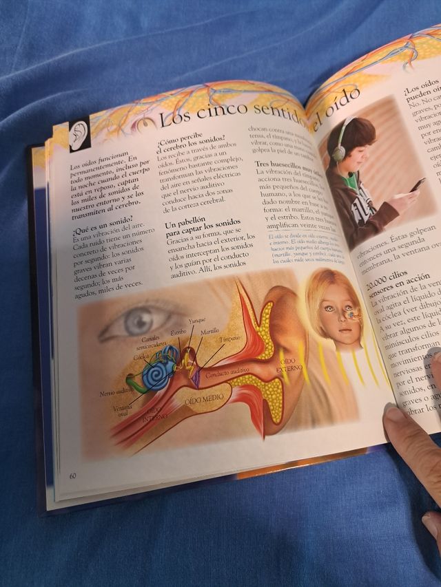 EL CUERPO HUMANO ( IMAGEN)