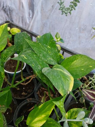 Pianta Pothos - 6 piante costo 7.00 cadauno ,