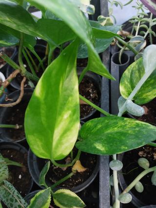 Pianta Pothos - 6 piante costo 7.00 cadauno ,