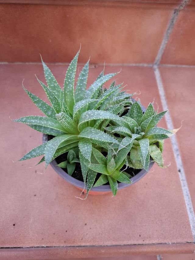 Aloe Aristata: 5 plantas