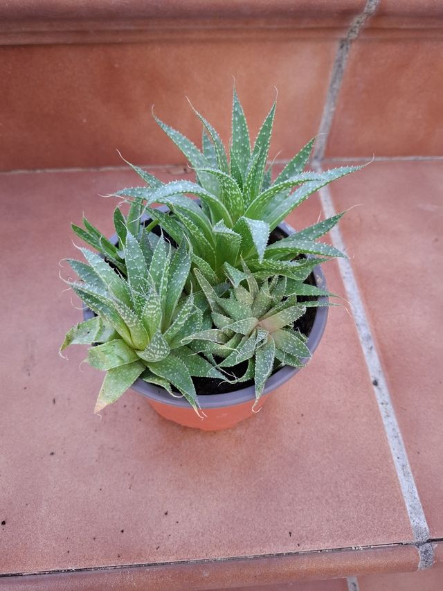 Aloe Aristata: 5 plantas
