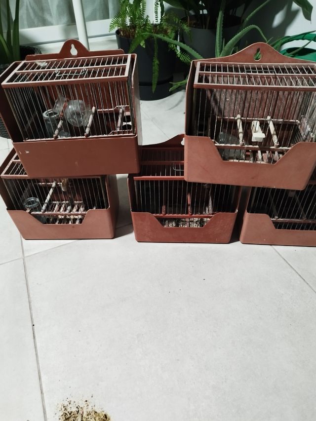 4 Jaulas silvestrismo - Marrón