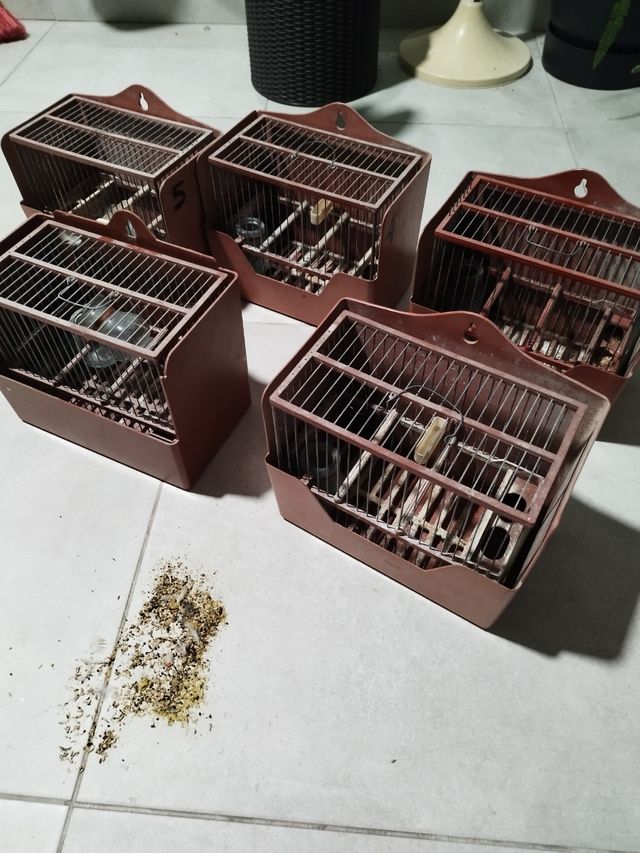 4 Jaulas silvestrismo - Marrón