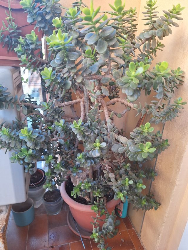 Planta Crassula ovata grande