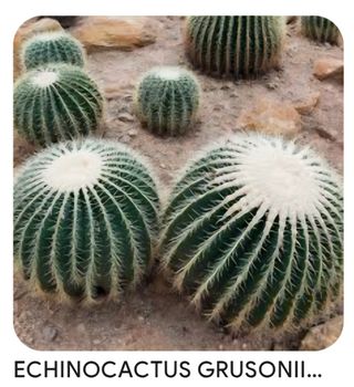 Echinocactus grusonii: Cactus Redondo