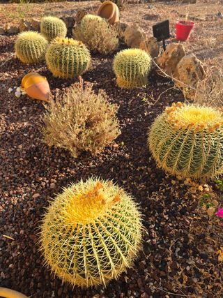 Echinocactus grusonii: Cactus Redondo