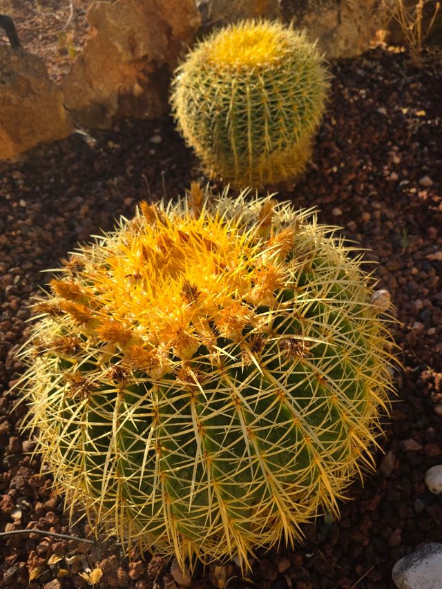 Echinocactus grusonii: Cactus Redondo