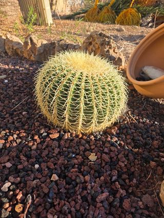 Echinocactus grusonii: Cactus Redondo