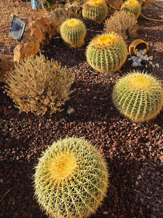 Echinocactus grusonii: Cactus Redondo