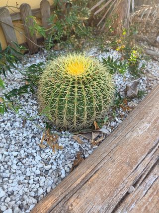 Echinocactus grusonii: Cactus Redondo