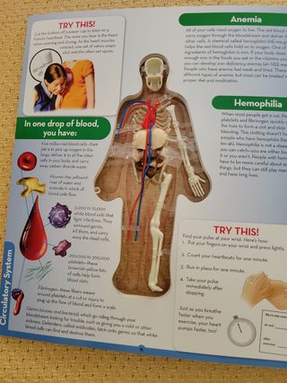 Uncover the Human Body: An Uncover It Book
