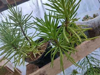 4 Piante di Senecio costo 2.00 cadauno
