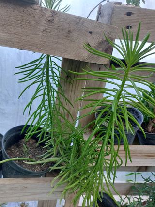 4 Piante di Senecio costo 2.00 cadauno
