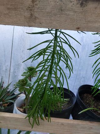 4 Piante di Senecio costo 2.00 cadauno