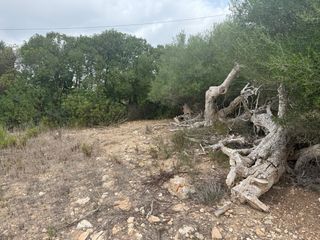 Terreno rustico 9.000 mt