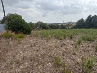 Terreno rustico 9.000 mt