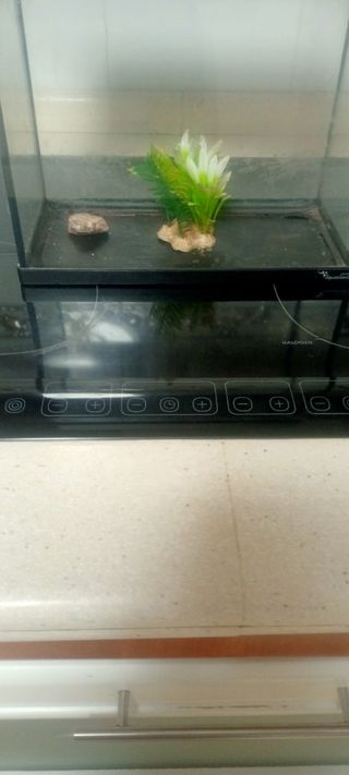 Pecera Acuario 20L