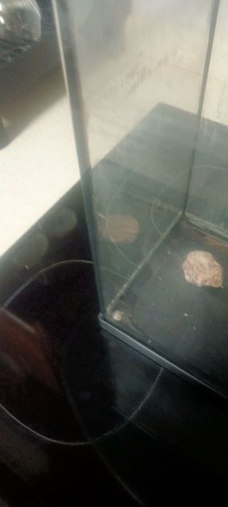 Pecera Acuario 20L