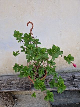 Dipladenia: fiori rosa