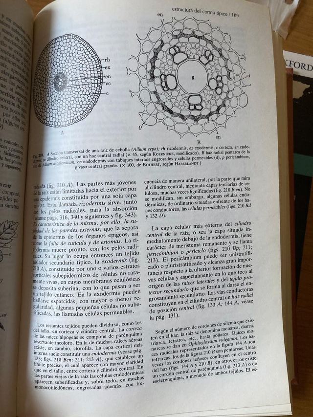 Tratado De Botanica STRASBURGER
