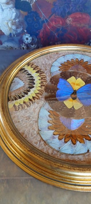 Quadro vintage farfalle