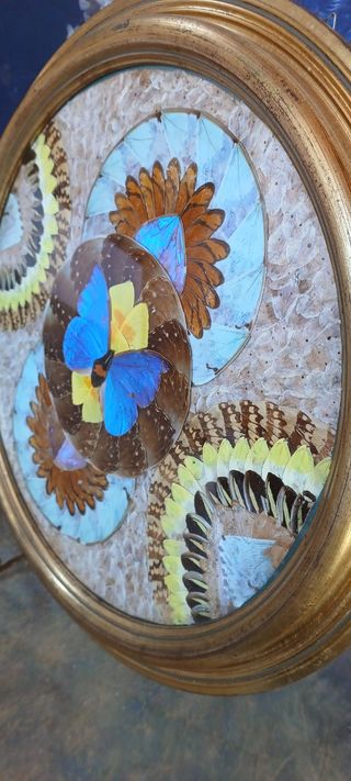 Quadro vintage farfalle