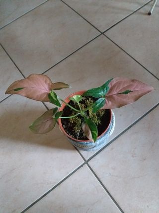 Pianta rara Syngonium Red Spot tricolore